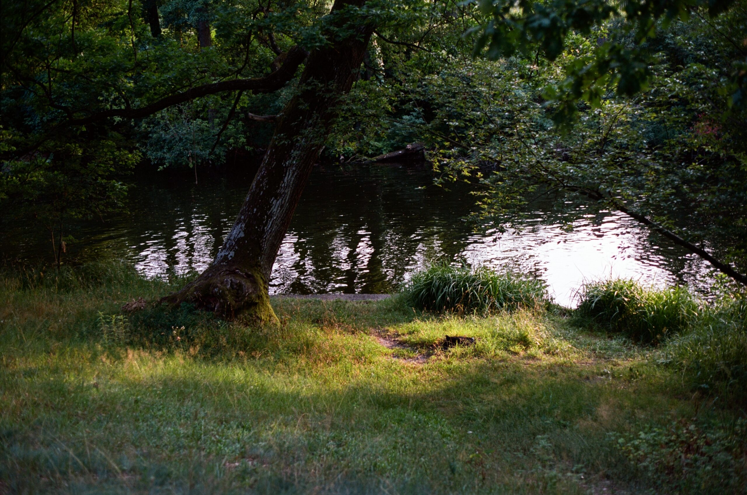 Kodak Portra 160 тип-135 - Зображення 4
