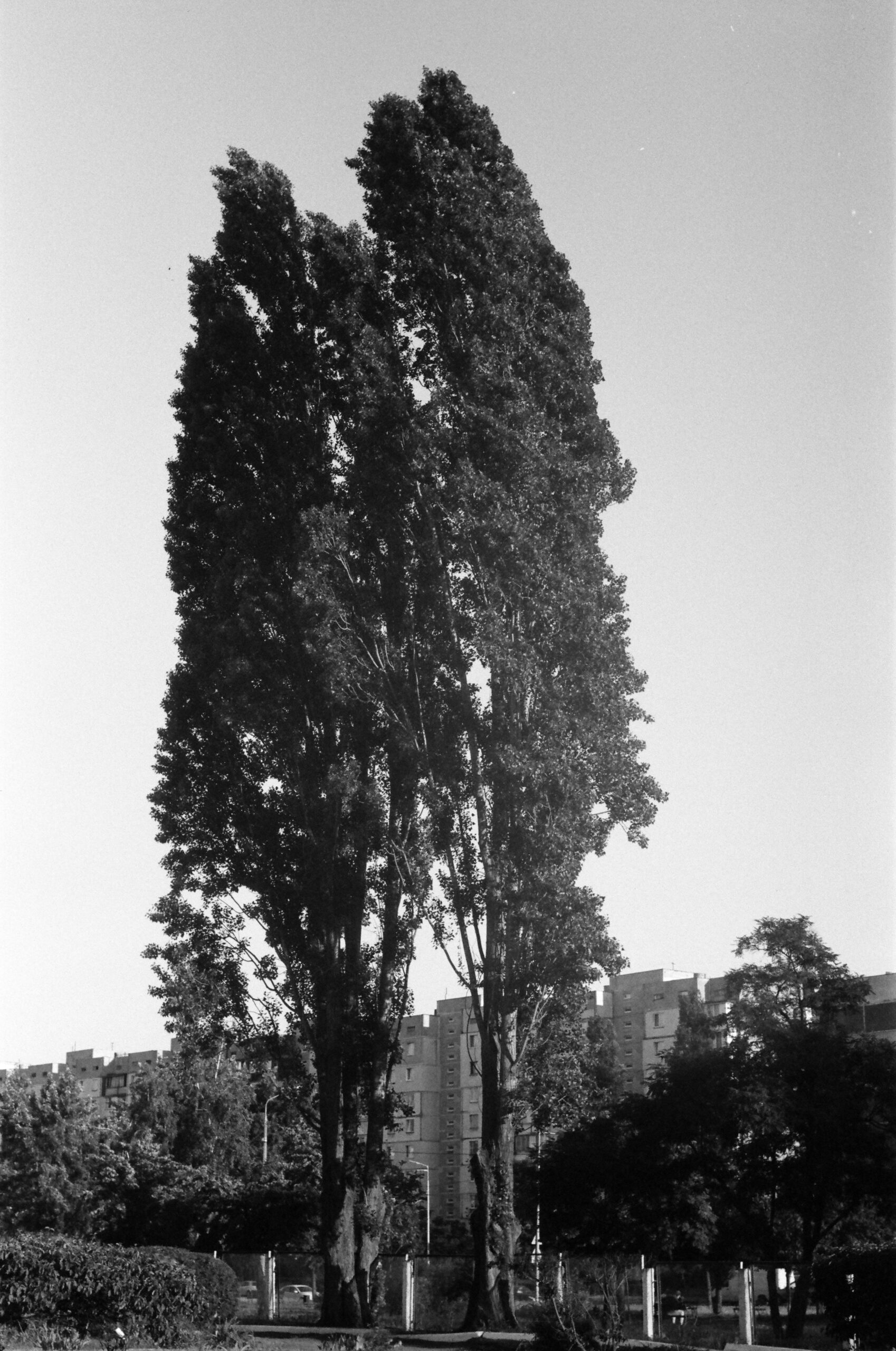 Fomapan 200 Creative тип-135 - Зображення 4